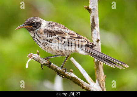 Mockingbird Galapagos (Nesomimus parvulus) sur l'île de Genovesa, Parc National des Galapagos, Equateur Banque D'Images