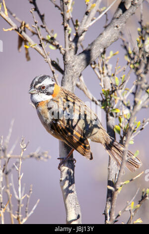 Bruant des plaines (Spizella pallida) sur un arbre dans le Canyon de Colca, Pérou. Banque D'Images