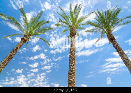 Trois dattiers contre Deep blue sky with clouds Banque D'Images