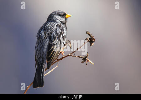 Deuil Sierra-Finch (Phrygilus fruticeti) sur un arbre dans le Canyon de Colca, Pérou. Banque D'Images