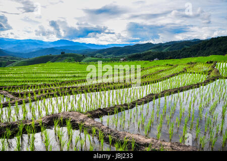 Steping rizière dans Pa Pong Piang, Maechaem village, Chiang Mai, Thaïlande Banque D'Images