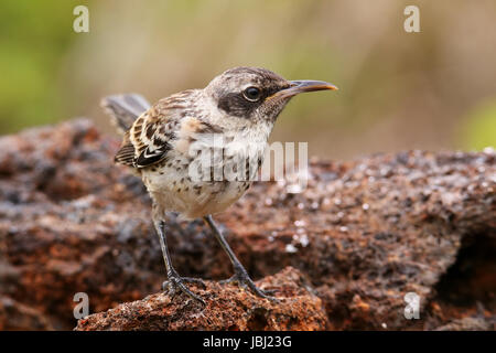 Mockingbird Galapagos (Nesomimus parvulus) sur l'île de Genovesa, Parc National des Galapagos, Equateur Banque D'Images