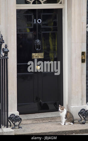 Downing Street, London, UK. 9 juin, 2017. Larry le chat à l'extérieur No 10 Downing Street Banque D'Images