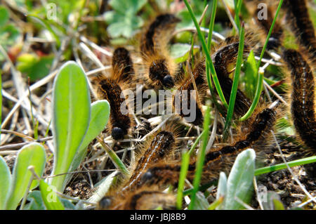 Wolfsmilch-Ringelspinner (Malacosoma castrensis) auf einer Schfweide Hullerbusch im Naturschutzgebiet (Feldberger Seenlandschaft) bei Carwitz. Banque D'Images