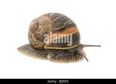 Libre d'escargot sortant de sa coquille, isolé sur fond blanc Banque D'Images