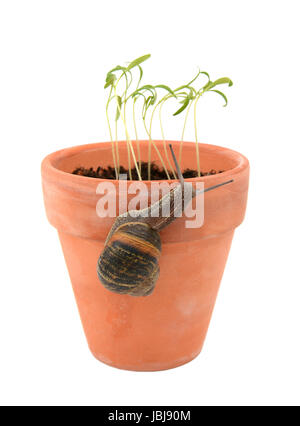 Escargot escalade un pot en terre cuite pour attaquer les jeunes plants, isolé sur fond blanc Banque D'Images