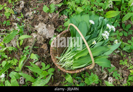 Panier avec de l'ail sauvage recueilli dans la forêt Banque D'Images