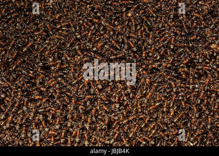 Arrière-plan d'une colonie de fourmis rouges. Formica rufa Banque D'Images