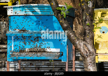 Essaim d'abeilles voler à ruche. La lumière du soleil Banque D'Images