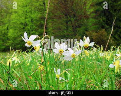 Close up of white jonquilles, narcisses fleurs. Banque D'Images