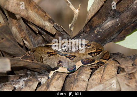 Boa constricteur (Boa Constrictor), Parc national de Corcovado, Costa Rica Banque D'Images