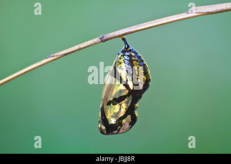 Belle chrysalide monarque (Danaus plexippus) Hanging on branch Banque D'Images