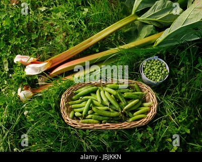 Cueillette de rhubarbe fraîche (Rheum rhaponticum) et les pois (Pisum sativum). Suzanne à l'potager, Le Pas, Mayenne, France. Banque D'Images