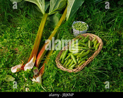 Cueillette de rhubarbe fraîche (Rheum rhaponticum) et les pois (Pisum sativum). Suzanne à l'potager, Le Pas, Mayenne, France. Banque D'Images