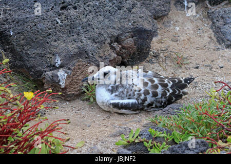 Mouette à queue pour mineurs dans les Galapagos Banque D'Images
