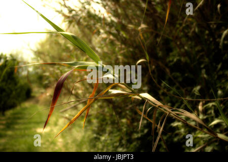 Canne géant sur fond de mauvaises herbes Banque D'Images