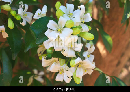 Fleur blanche Murraya paniculata ou Orang Jessamin on tree Banque D'Images