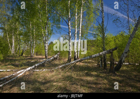 Printemps dans la forêt. Paysage de mai dans le parc national de la Russie. Banque D'Images