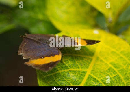 Un grand papillon porte-queue brune (Thecla betulae) reposant sur une feuille Banque D'Images