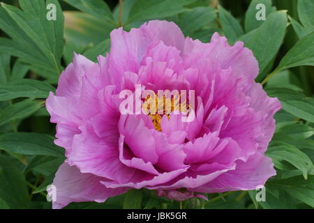 Pivoine arbustive Paeonia suffruticosa rose Banque D'Images