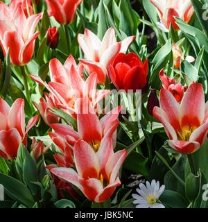 Rotweisse Tulpen mit gelbem Stempel Banque D'Images