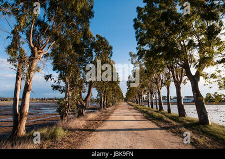 Delta de l'Ebre paysage. Vue rurale au Delta de l'Ebre. Èbre, Paysage. Banque D'Images