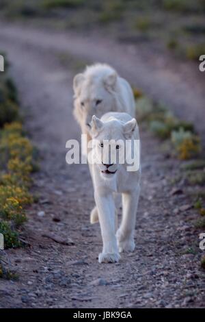 Un tir de lions blancs dans le parc national de Kuru Banque D'Images