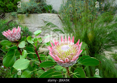 Photo:flowerhead King Protea en fleurs dans la région australienne du Jardin Botanique National du Pays de Galles, Carmarthenshire UK KATHY DEWITT Banque D'Images