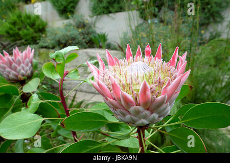 Photo:flowerhead King Protea en fleurs dans la région australienne du Jardin Botanique National du Pays de Galles, Carmarthenshire UK KATHY DEWITT Banque D'Images