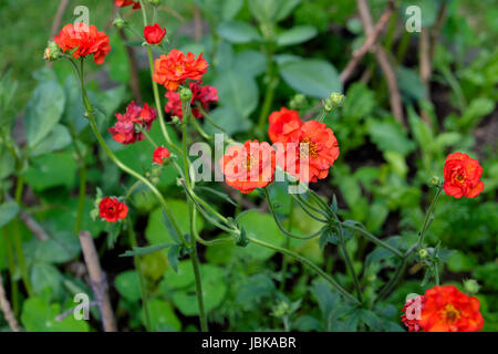 Chilosense rouge Geum Mme J Bradshaw qui fleurit en juin dans un jardin rural dans Carmarthenshire Wales UK KATHY DEWITT Banque D'Images