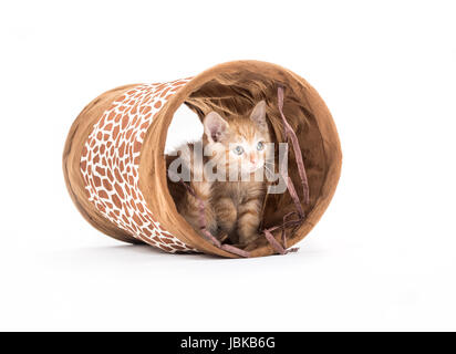 Studio vue d'un petit chaton avec tunnel devant un fond blanc Banque D'Images