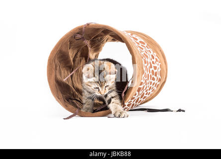 Studio vue d'un petit chaton avec tunnel devant un fond blanc Banque D'Images