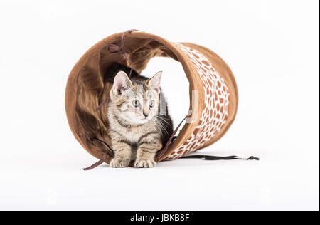 Studio vue d'un petit chaton avec tunnel devant un fond blanc Banque D'Images