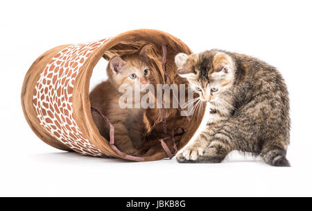 Studio vue d'un petit tunnel avec chatons devant un fond blanc Banque D'Images