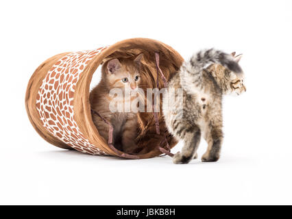 Studio vue d'un petit tunnel avec chatons devant un fond blanc Banque D'Images