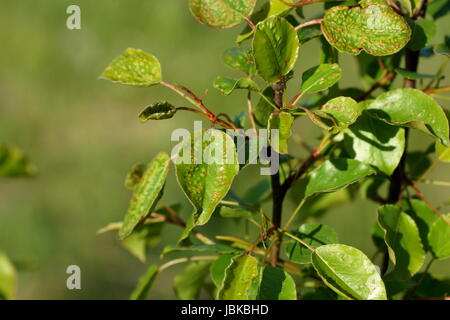 Boursouflures de feuille de poire, Eriophytes pyri, rouges sur le jeune feuillage de poire au printemps. Banque D'Images