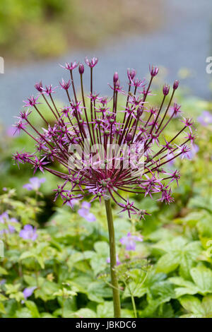 Fleur d' araignée chef de la floraison au début de l'été, l'oignon d'ornement Allium 'the enforcer' Banque D'Images