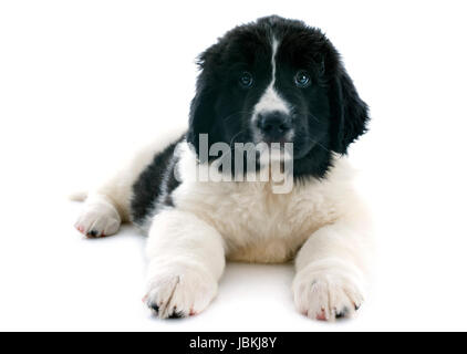 Chiot de race landseer in front of white background Banque D'Images