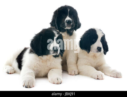 Chiots de race landseer in front of white background Banque D'Images