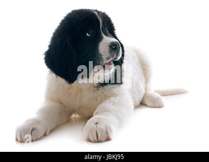 Chiot de race landseer in front of white background Banque D'Images