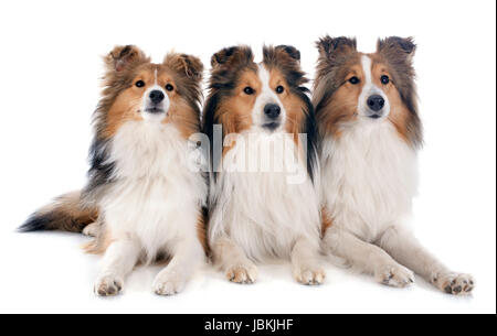 Les chiens de race shetland in front of white background Banque D'Images