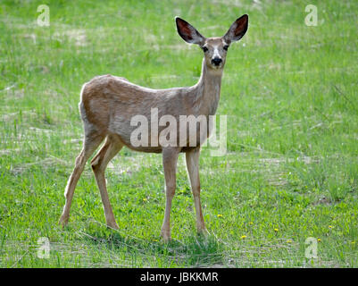 Le Cerf mulet (Odocoileus hemionus), le Parc National de Yellowstone, Wyoming, USA, Amérique du Nord. Banque D'Images