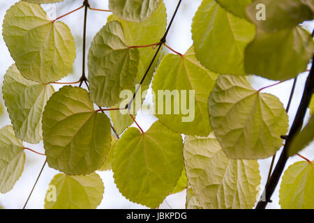 Feuilles katsura close-up Banque D'Images