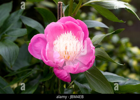 Paeonia lactiflora 'Bowl of Beauty' fleur dans un jardin à la française. Fleur de pivoine. Banque D'Images