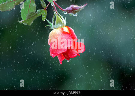 Rose rouge suspendu dans la pluie Banque D'Images