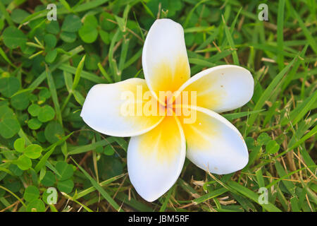 Belles fleurs de frangipanier plumeria ou on Green grass Banque D'Images