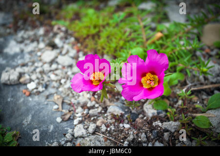 Fleurs roses entouré par des pierres Banque D'Images