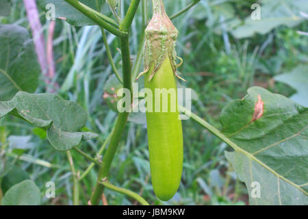 Aubergine vert main sur l'arbre dans le jardin des plantes Banque D'Images