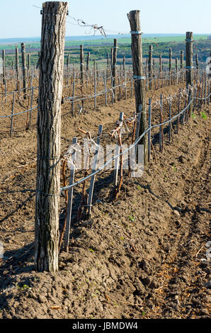 Vignobles Vin en avril . La foliation de printemps . Banque D'Images