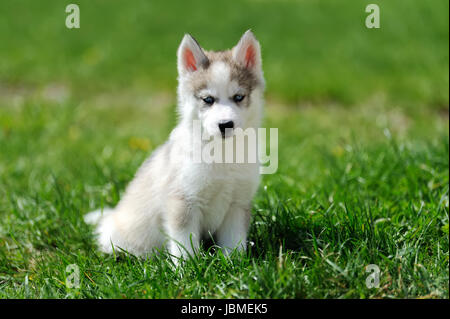 Adorable petit chiot husky de Sibérie dans l'herbe Banque D'Images